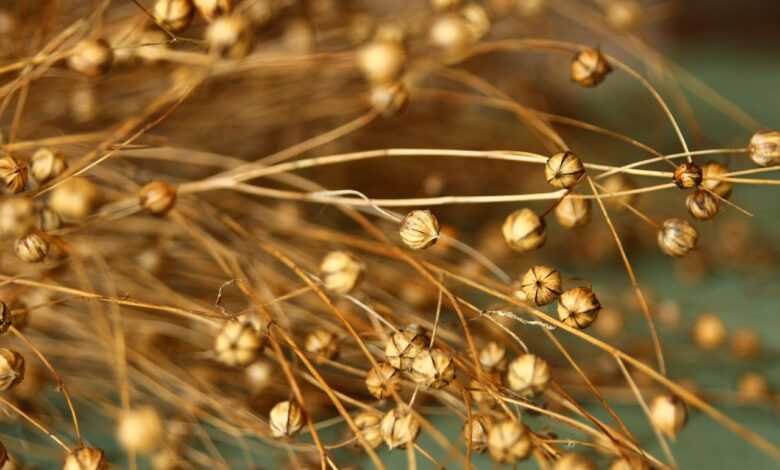 flax, lino, nature, agricolture, agricoltura, summer, harvest, flax, flax, flax, flax, flax, lino, lino