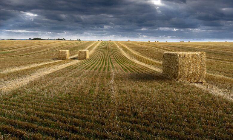 wheat, wheatfields, countryside, field, nature, wheat, wheat, wheat, wheat, wheat