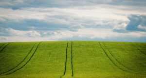 barley, barley field, grain field, nature, grain, cornfield, agriculture, summer, heaven, cultivation