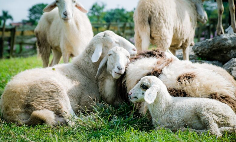 sheep, meadow, white, farm, sheep, sheep, sheep, sheep, sheep