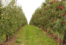 orchard, fruit, orchards, orchard, orchard, orchard, orchard, orchard