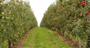 orchard, fruit, orchards, orchard, orchard, orchard, orchard, orchard
