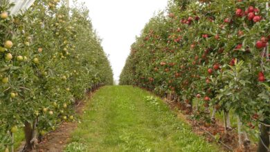 orchard, fruit, orchards, orchard, orchard, orchard, orchard, orchard