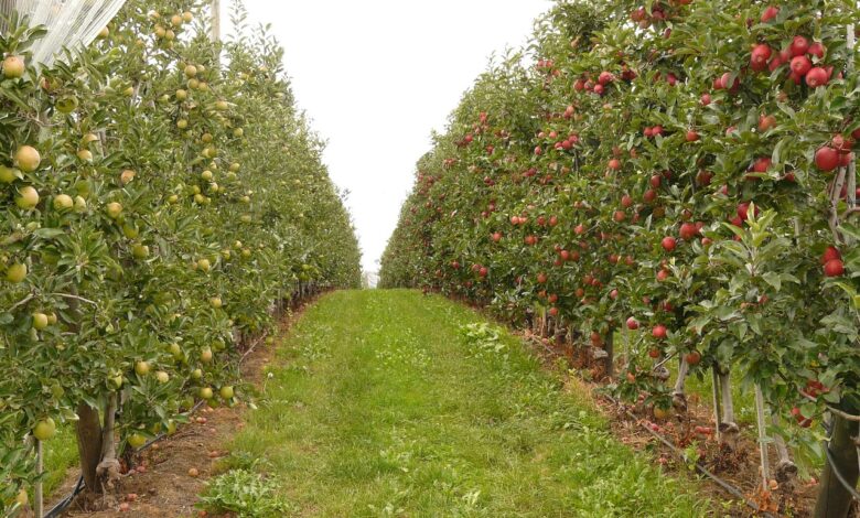 orchard, fruit, orchards, orchard, orchard, orchard, orchard, orchard