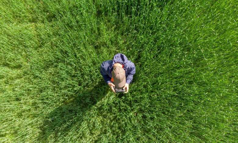 drone operator, drone pilot, field, aerial view, quadrocopter, technology, drone operator, drone operator, drone pilot, drone pilot, drone pilot, drone pilot, drone pilot