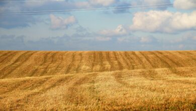 field, waves, bare, stubble, winter, nature, field, field, field, field, field