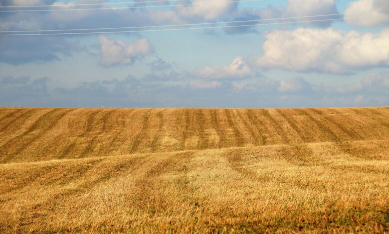 field, waves, bare, stubble, winter, nature, field, field, field, field, field