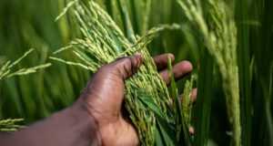 rice, grain, plant, food, harvest, hand, agriculture, farming, cultivation, organic, plantation, landscape, nature, burundi, bujumbura, rice, rice, rice, rice, rice