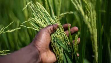 rice, grain, plant, food, harvest, hand, agriculture, farming, cultivation, organic, plantation, landscape, nature, burundi, bujumbura, rice, rice, rice, rice, rice