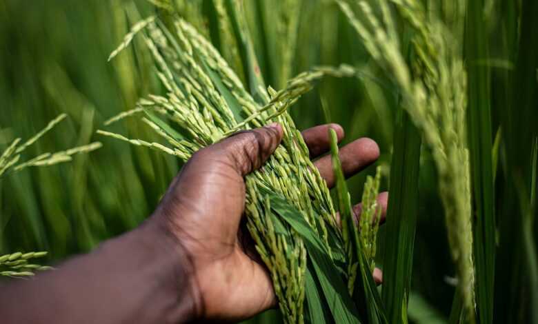 rice, grain, plant, food, harvest, hand, agriculture, farming, cultivation, organic, plantation, landscape, nature, burundi, bujumbura, rice, rice, rice, rice, rice