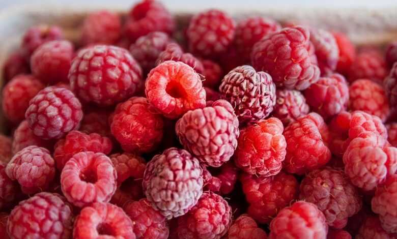 raspberries, red, berry, cute, fruit, nature, yummy, healthy, ripe, wild raspberry, vitamins, harvest, raspberries, raspberries, raspberries, raspberries, raspberries