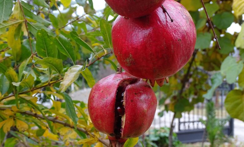 fruit, garnet, autumn