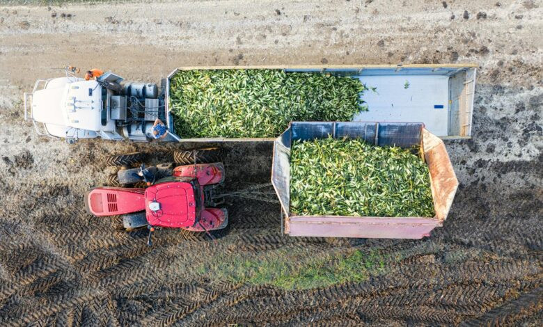 Drone view of a tractor harvesting corn in Minnesota, showcasing agricultural machinery and farmland.