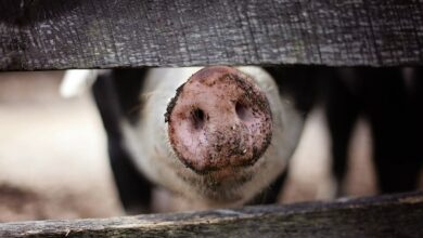 pig, snout, nose, muzzle, fence, wooden fence, nature, demarcation, animal, farm, farm animal, hog, mud