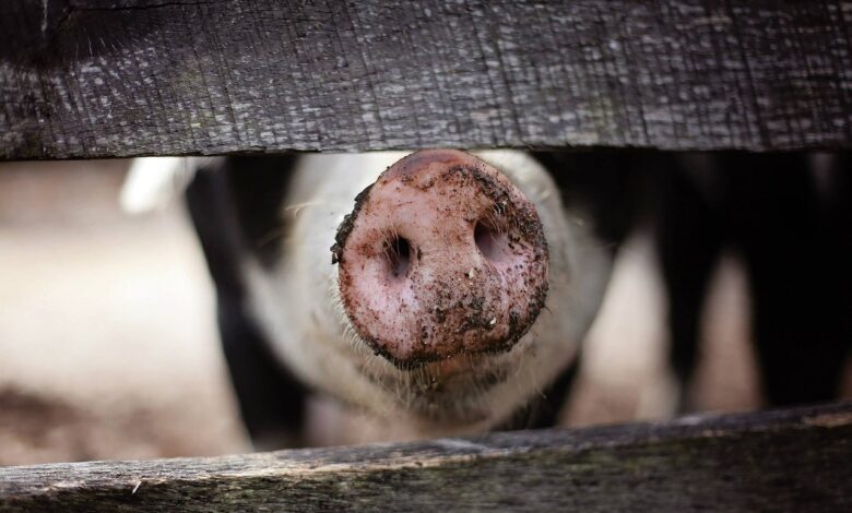 pig, snout, nose, muzzle, fence, wooden fence, nature, demarcation, animal, farm, farm animal, hog, mud