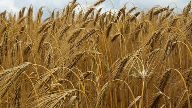 grain, field, barley, ear, barley, barley, barley, barley, barley