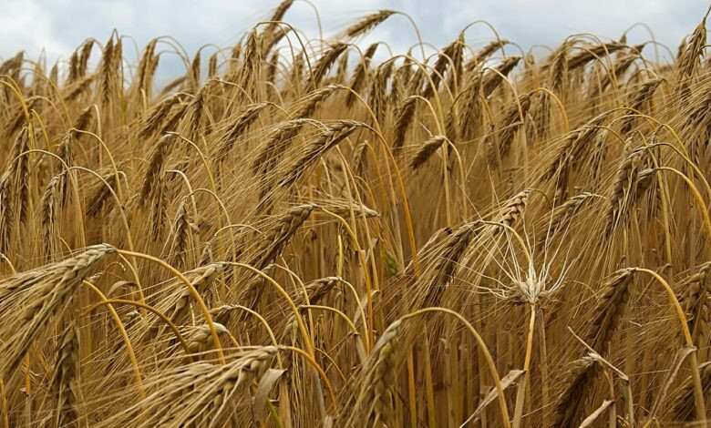 grain, field, barley, ear, barley, barley, barley, barley, barley