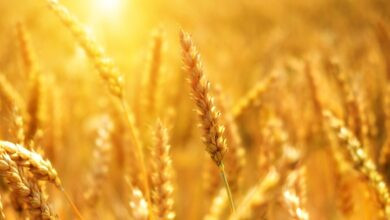 wheat, nature, cornfield, sunset, grain, cereal, field, agriculture