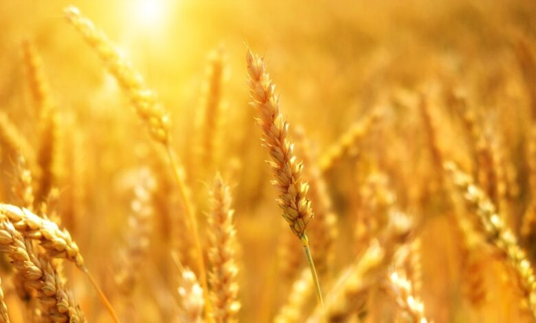 wheat, nature, cornfield, sunset, grain, cereal, field, agriculture