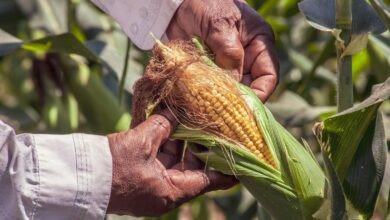 Close-up of a farmer inspecting fresh corn on the cob in a Colombian field.