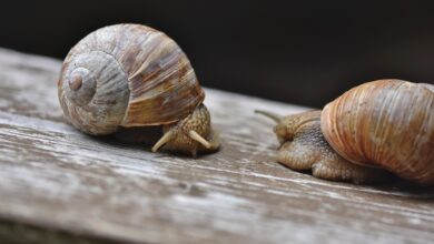 snail, snails, sleeve, mollusc, shell, animals, wildlife, probe, mucus, casing, to crawl, slow, nature, close up, snail, snail, snail, snail, snail, snails, snails, slow