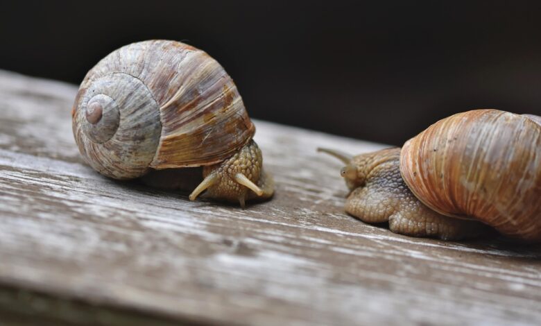 snail, snails, sleeve, mollusc, shell, animals, wildlife, probe, mucus, casing, to crawl, slow, nature, close up, snail, snail, snail, snail, snail, snails, snails, slow