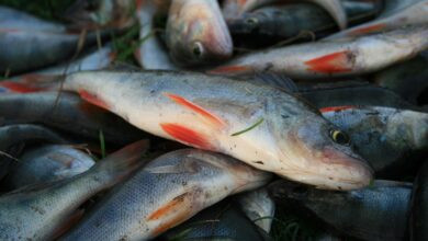 fish, perch, fishing, nature, catch