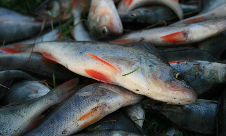 fish, perch, fishing, nature, catch