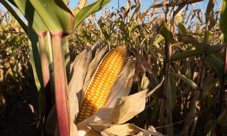 cornfield, corn on the cob, corn, zea mays, grain, food, fall, kukuruz, nature, cultivated corn, ripe, plant, piston, forage corn, agriculture