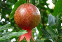 georgia, fruit, garnet, georgia, garnet, garnet, garnet, garnet, garnet