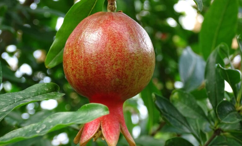 georgia, fruit, garnet, georgia, garnet, garnet, garnet, garnet, garnet