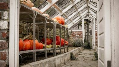 Pumpkins and gourds stored in a greenhouse.
