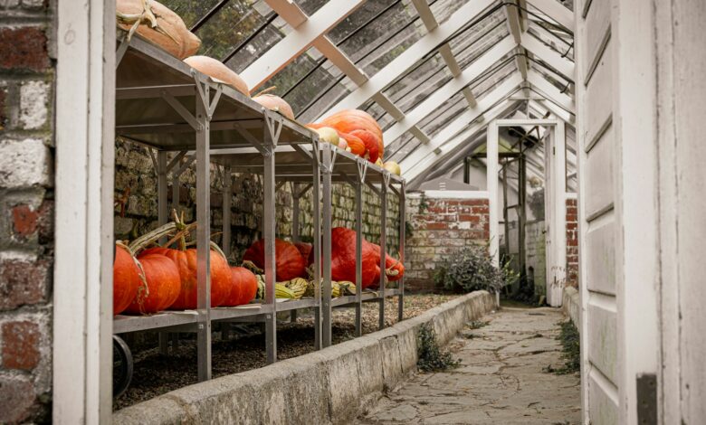 Pumpkins and gourds stored in a greenhouse.