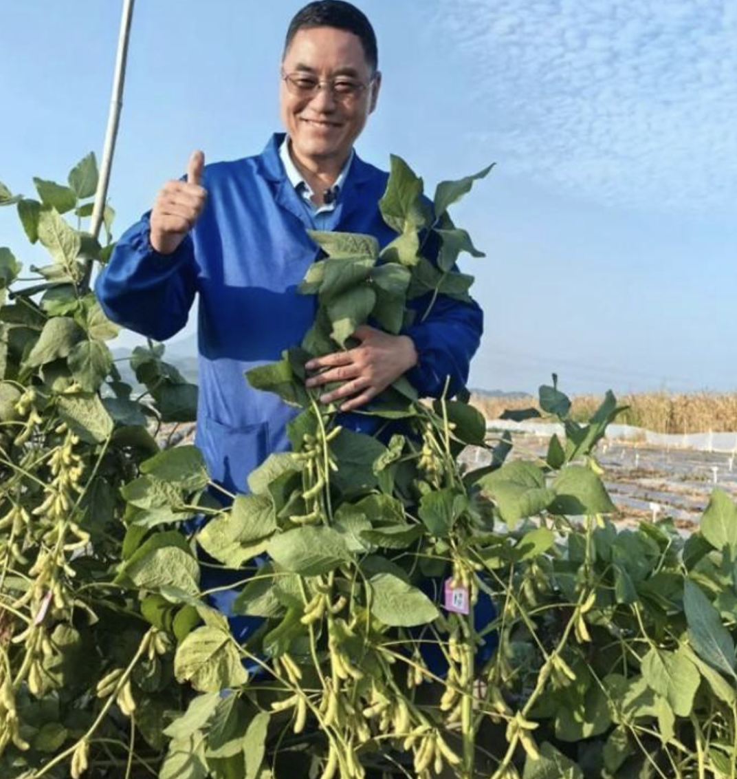 Китай завдяки штучному інтелекту створив двометрові «соєві дерева»