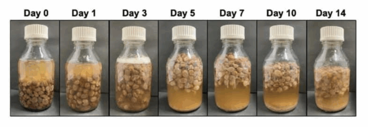 Античний спосіб виробництва вина з родзинок: науковці здивували експериментом