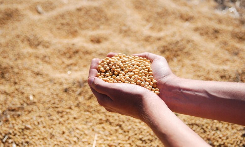 soybean, hand, agro, harvest, seeds, leguminous, soybean, soybean, soybean, soybean, soybean, agro