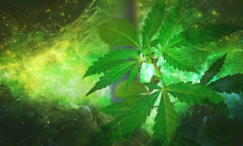 weed, hemp, narcotic, cannabis sativa, leaf, smoke, smoking, plant, herb, green, medicine, medical, pot, illegal, nature, ganja, dope, hashish, joint, natural, medicinal, legalize, health, bud, addiction, thc, grass, marihuana, legal, high, herbal, green health, green medical, green smoke, green medicine