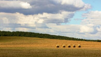field, stack, landscape, nature, straw, hay, summer, august, the harvest