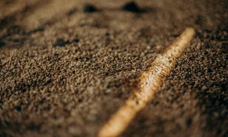 A close-up of wheat grains highlighted by sunlight, showcasing their texture.