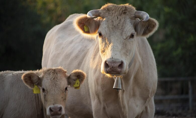 cows, calf, cattle, animals, mammals, livestock, farm, agriculture, nature, pasture, rural, countryside, cows, cows, cows, cows, cows, calf, calf, calf, cattle, cattle, cattle