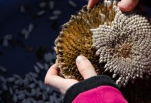 sunflower, seeds, kernels, sowing, to see, fall, faded, new