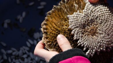 sunflower, seeds, kernels, sowing, to see, fall, faded, new