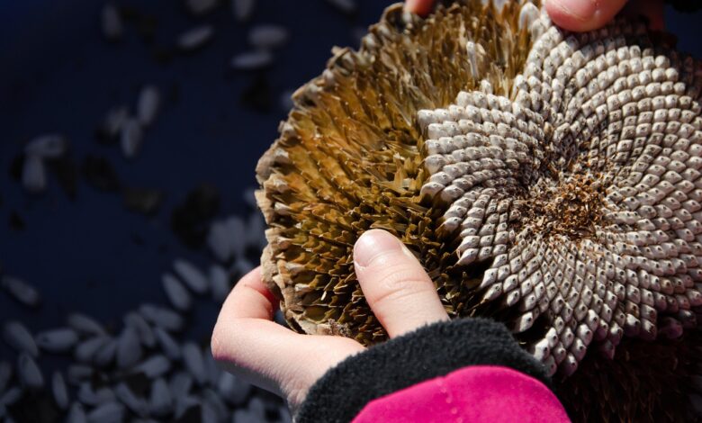 sunflower, seeds, kernels, sowing, to see, fall, faded, new