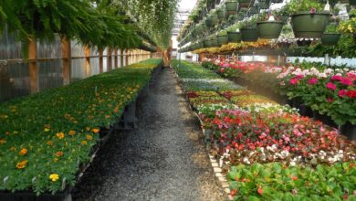 flowers, greenhouse, garden, plant, green, gardening, horticulture, spring, agriculture, hothouse, summer, florist, house, glasshouse, business, growth, work, greenery, flowering, landscaping, flora, begonia, foliar, nursery-garden, foliate, annual, environment, leaf, perennial, nature, green business, green work, green house, green company, greenhouse, hothouse, hothouse, hothouse, florist, florist, florist, florist, florist