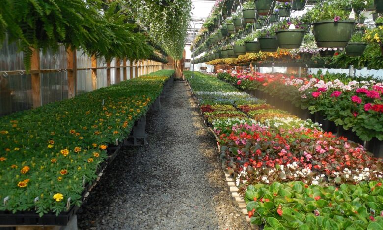 flowers, greenhouse, garden, plant, green, gardening, horticulture, spring, agriculture, hothouse, summer, florist, house, glasshouse, business, growth, work, greenery, flowering, landscaping, flora, begonia, foliar, nursery-garden, foliate, annual, environment, leaf, perennial, nature, green business, green work, green house, green company, greenhouse, hothouse, hothouse, hothouse, florist, florist, florist, florist, florist