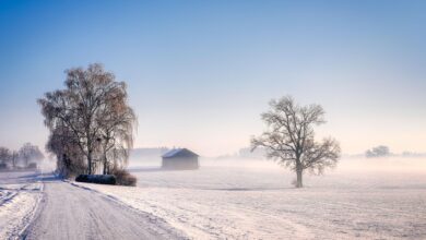 trees, path, hut, snow, fog, frost, light, winter, cold, sun, nature, bavaria, landscape, germany, branches, winter landscape, snow, snow, snow, snow, snow, winter, winter, winter, winter, nature, landscape, winter landscape, winter landscape