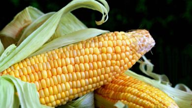 corn, sweet corn, vegetable, food, fresh food, corn, corn, corn, corn, corn