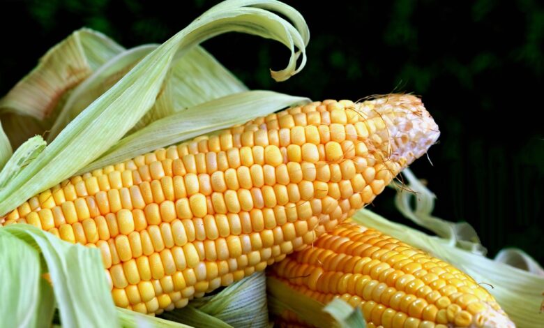 corn, sweet corn, vegetable, food, fresh food, corn, corn, corn, corn, corn
