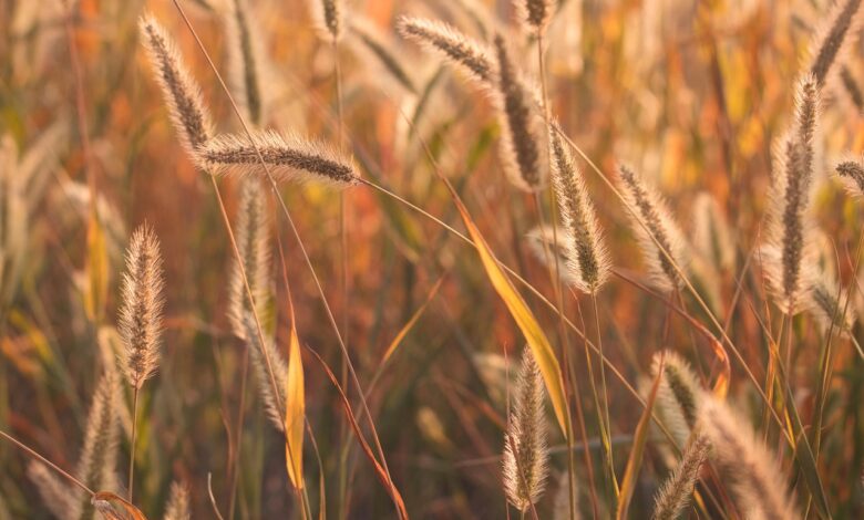 grasses, seeds, wiese, schöne natur, fotos, hintergrund, hintergrundbild, mobile wallpaper, poster, postkarte, stem, gras, wachstum, nature, grass, mobile wallpaper, mobile wallpaper, mobile wallpaper, mobile wallpaper, mobile wallpaper, grass