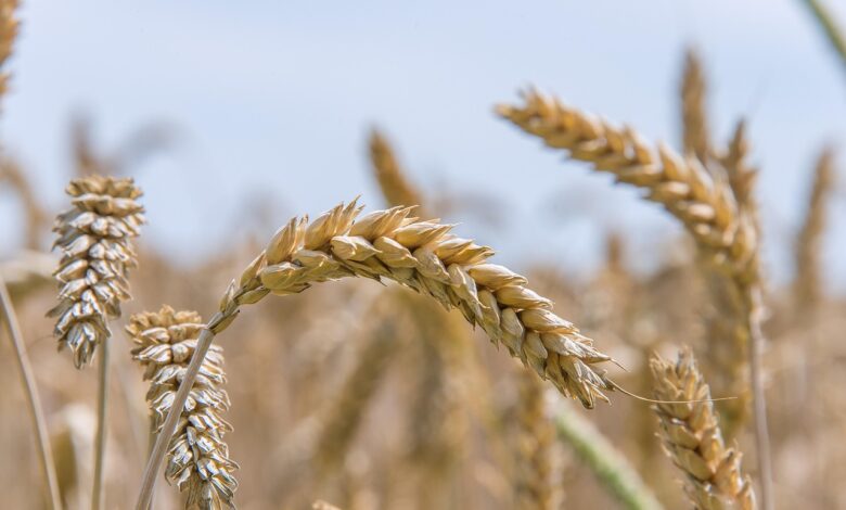 soft wheat, seed wheat, bread wheat, wheat, grain, grass, food, flora, plant, growth, nature, wheat, wheat, wheat, wheat, wheat, grain